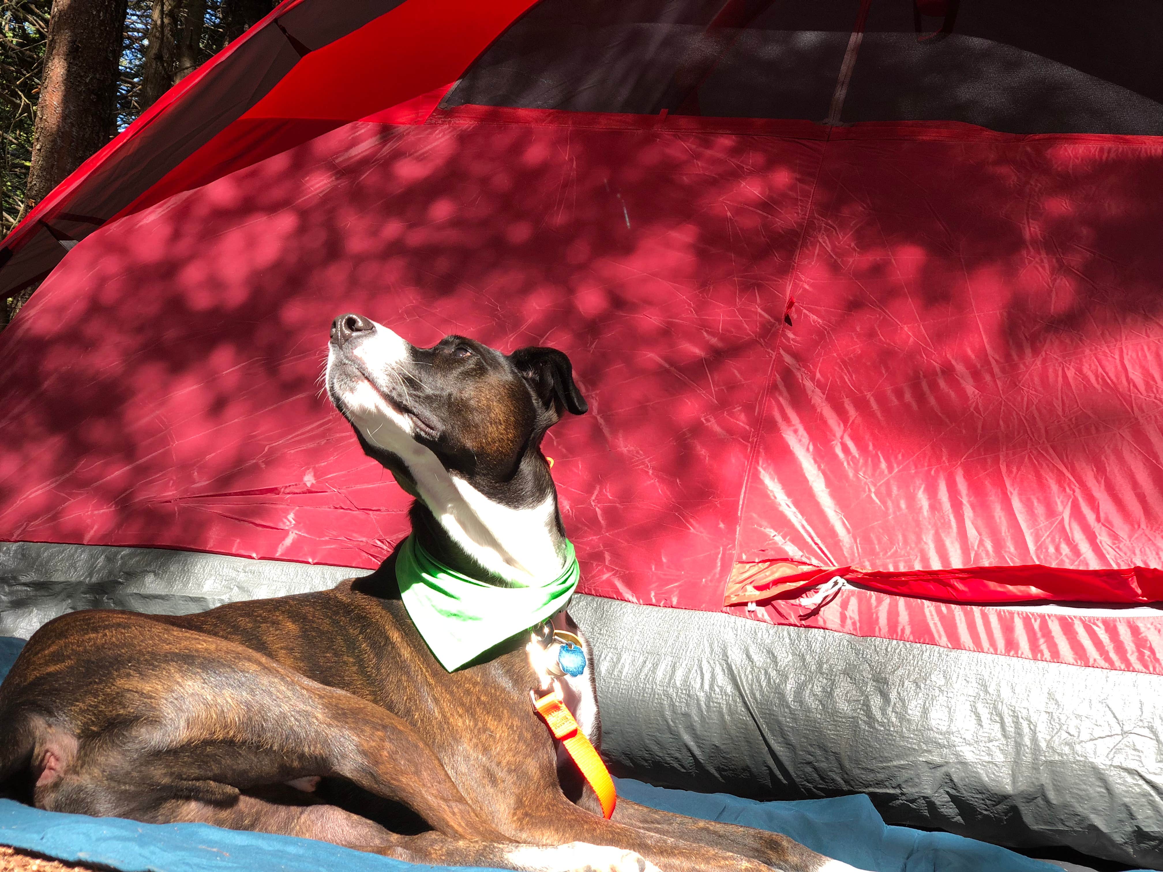 Jess T.'s photo of camping with pets at Acadia East Campground near Machias, ME