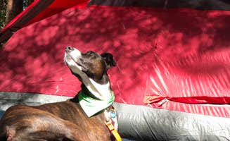 Jess T.'s photo of camping with pets at Acadia East Campground near Sorrento, ME
