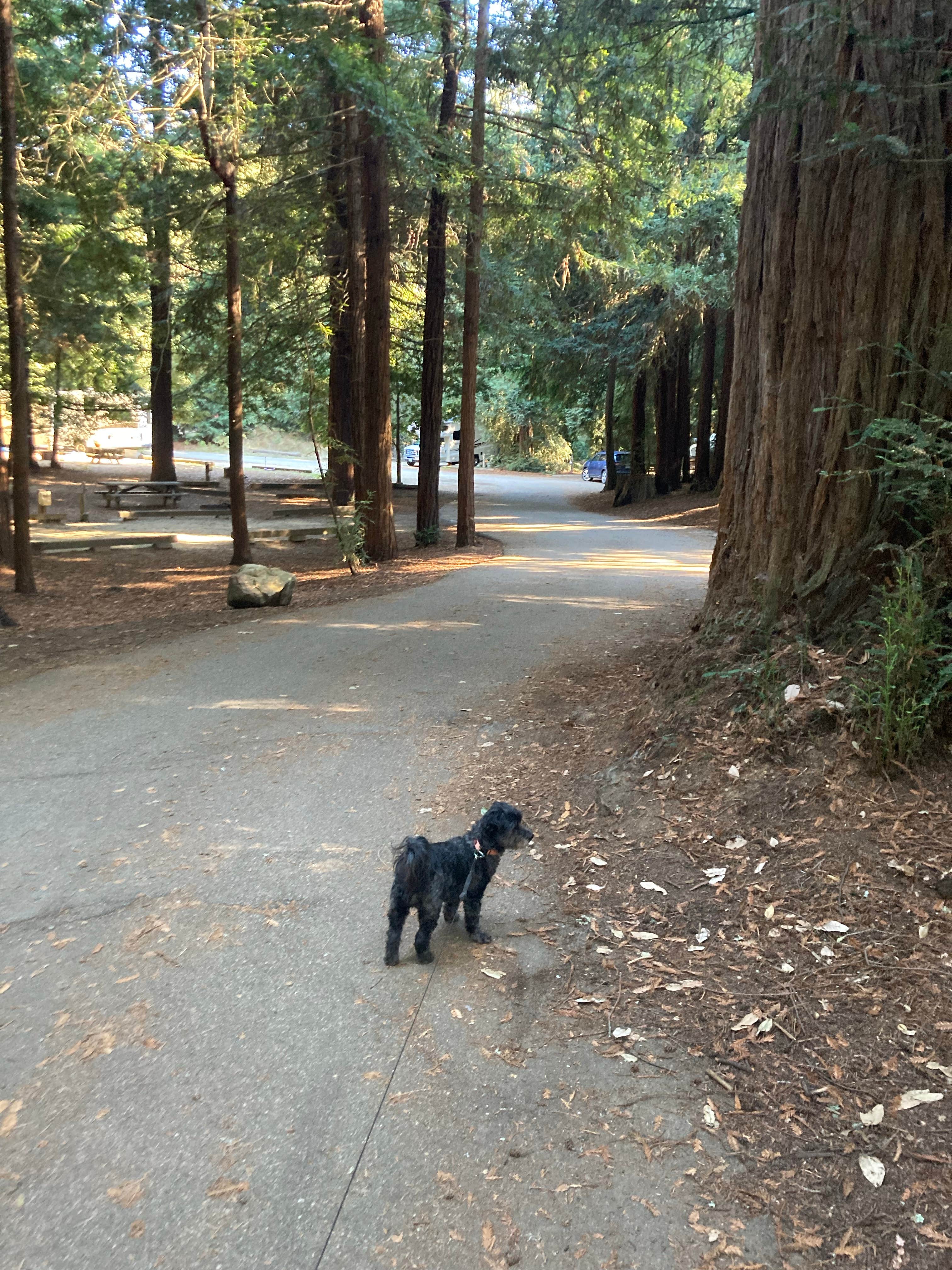 Patricia T.'s photo of camping with pets at Mount Madonna County Park near San Jose, CA