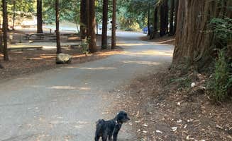 Patricia T.'s photo of camping with pets at Mount Madonna County Park near Mount Hamilton, CA