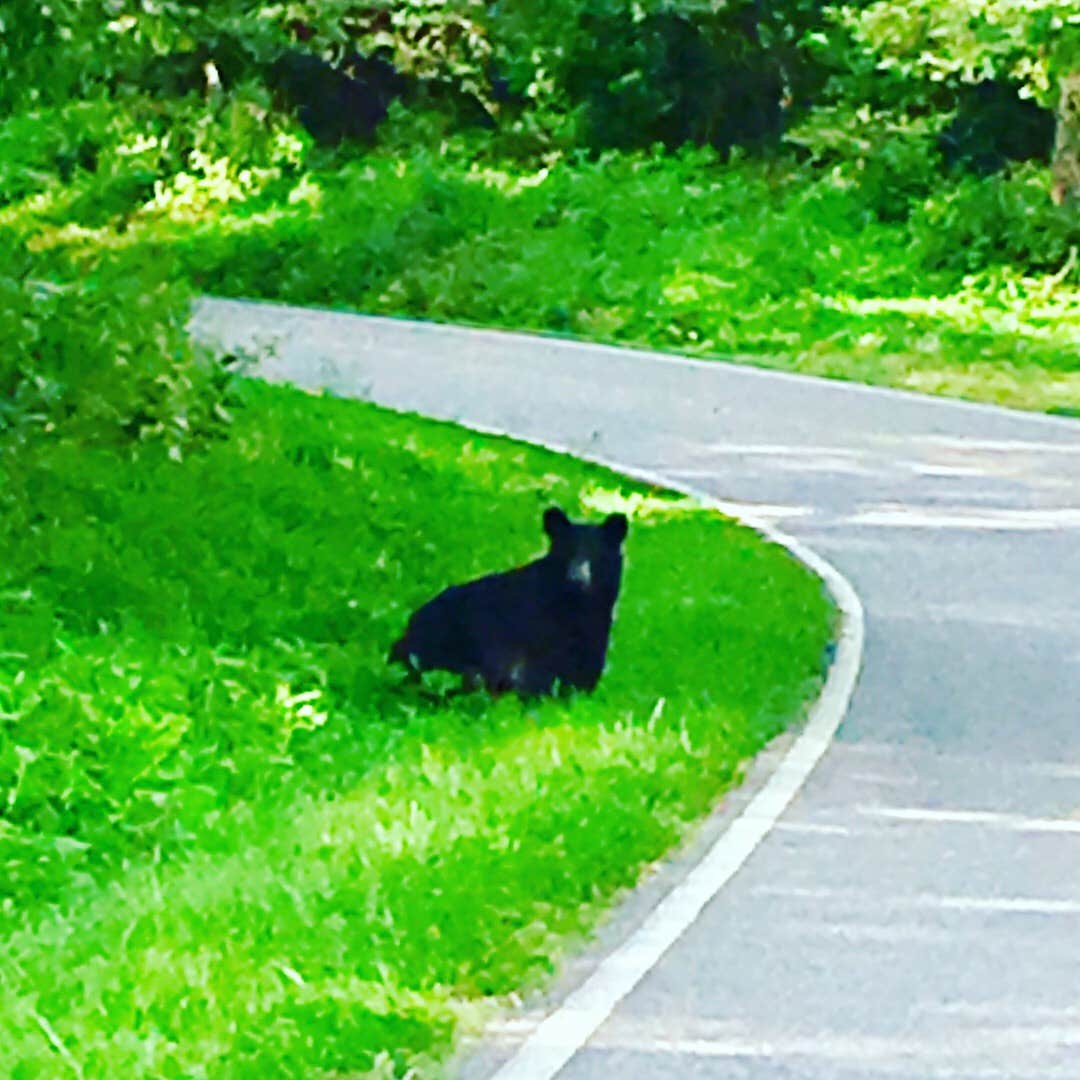 Carrie W.'s photo of camping with pets at Loft Mountain Campground — Shenandoah National Park near Shenandoah, VA