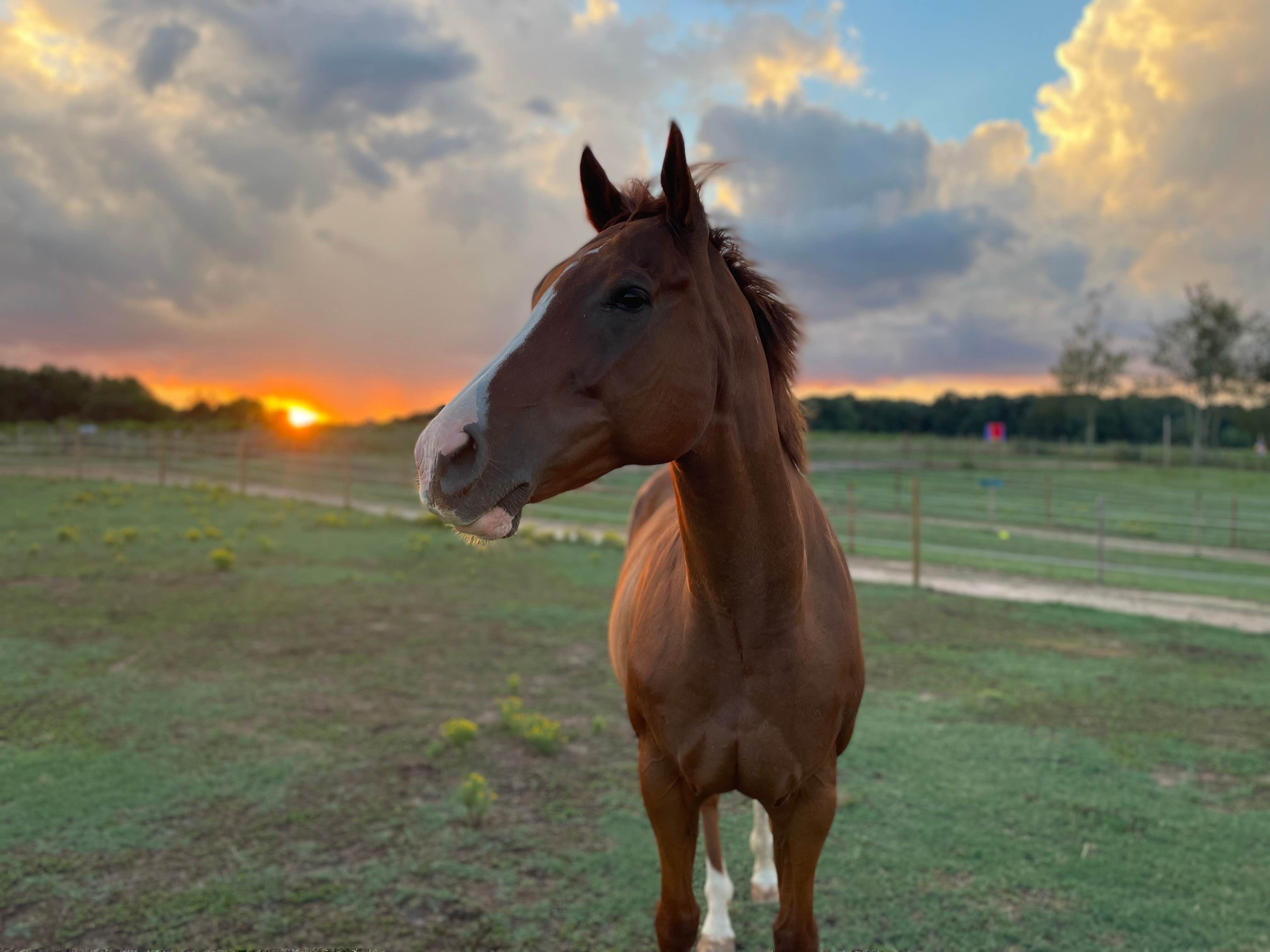 Camper submitted image from Hoppin Horse Farm RV site - 1