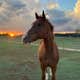 Hoppin Horse Farm RV site