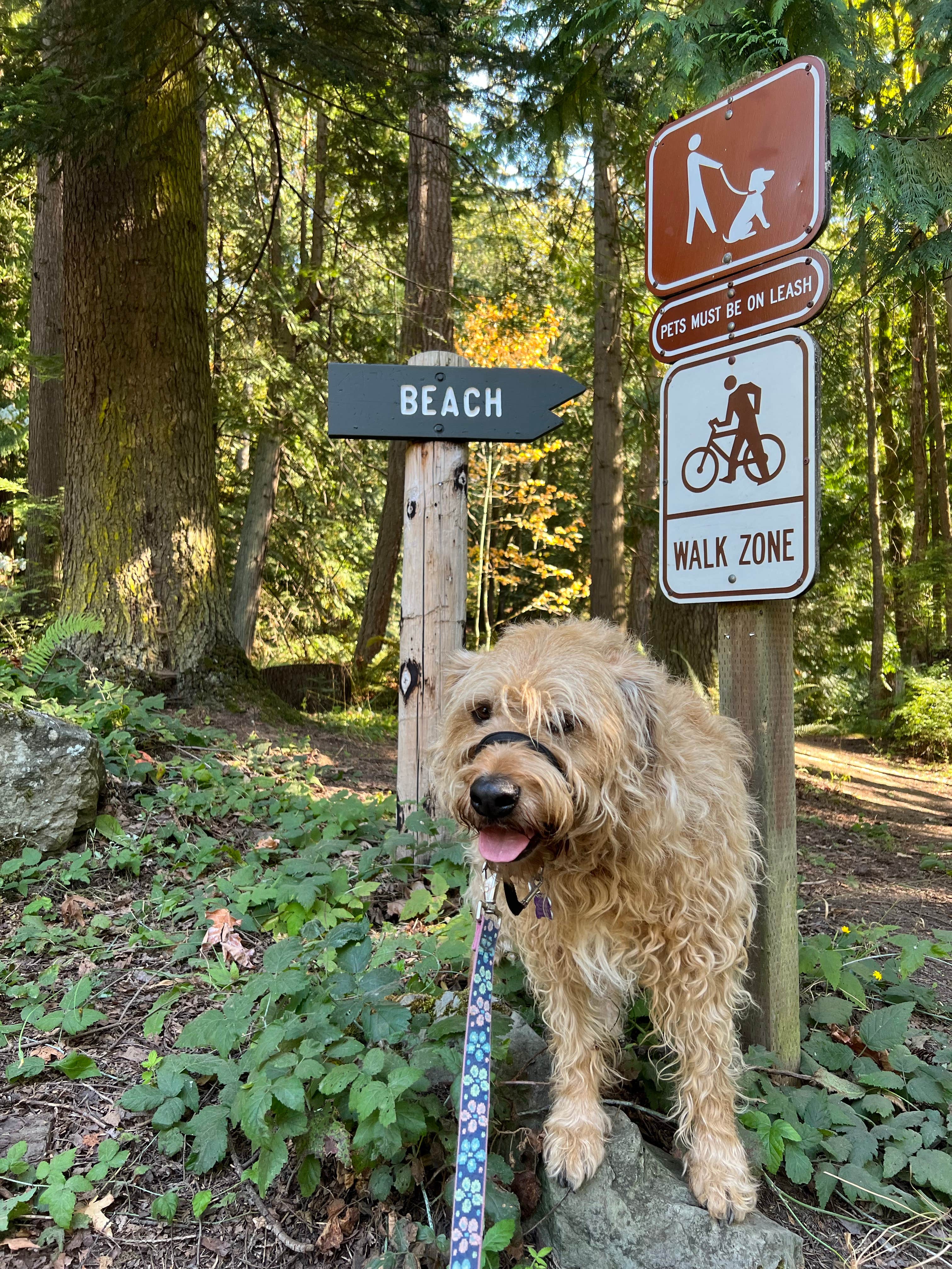 Cammie E.'s photo of camping with pets at Larrabee State Park Campground near Blaine, WA