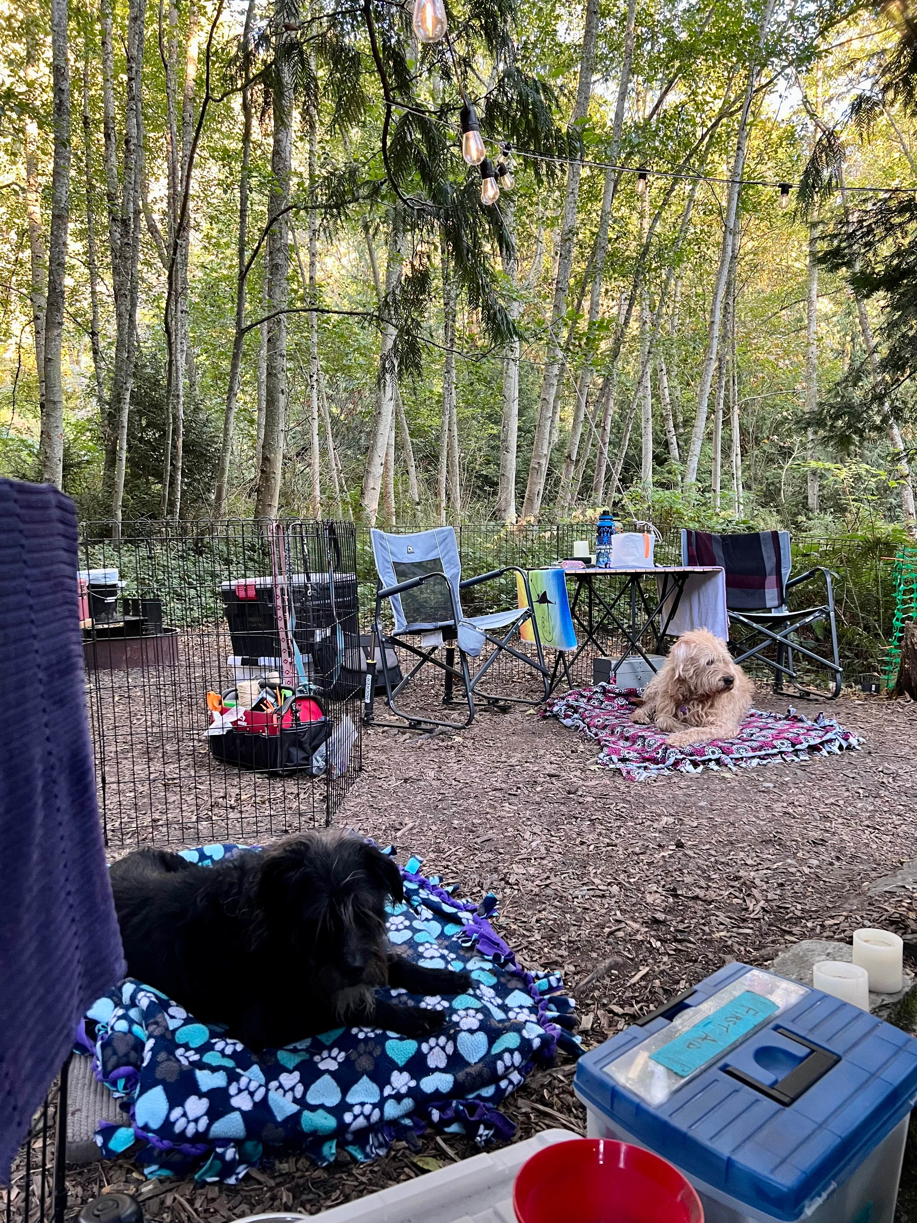 Cammie E.'s photo at Larrabee State Park Campground near Bellingham, WA