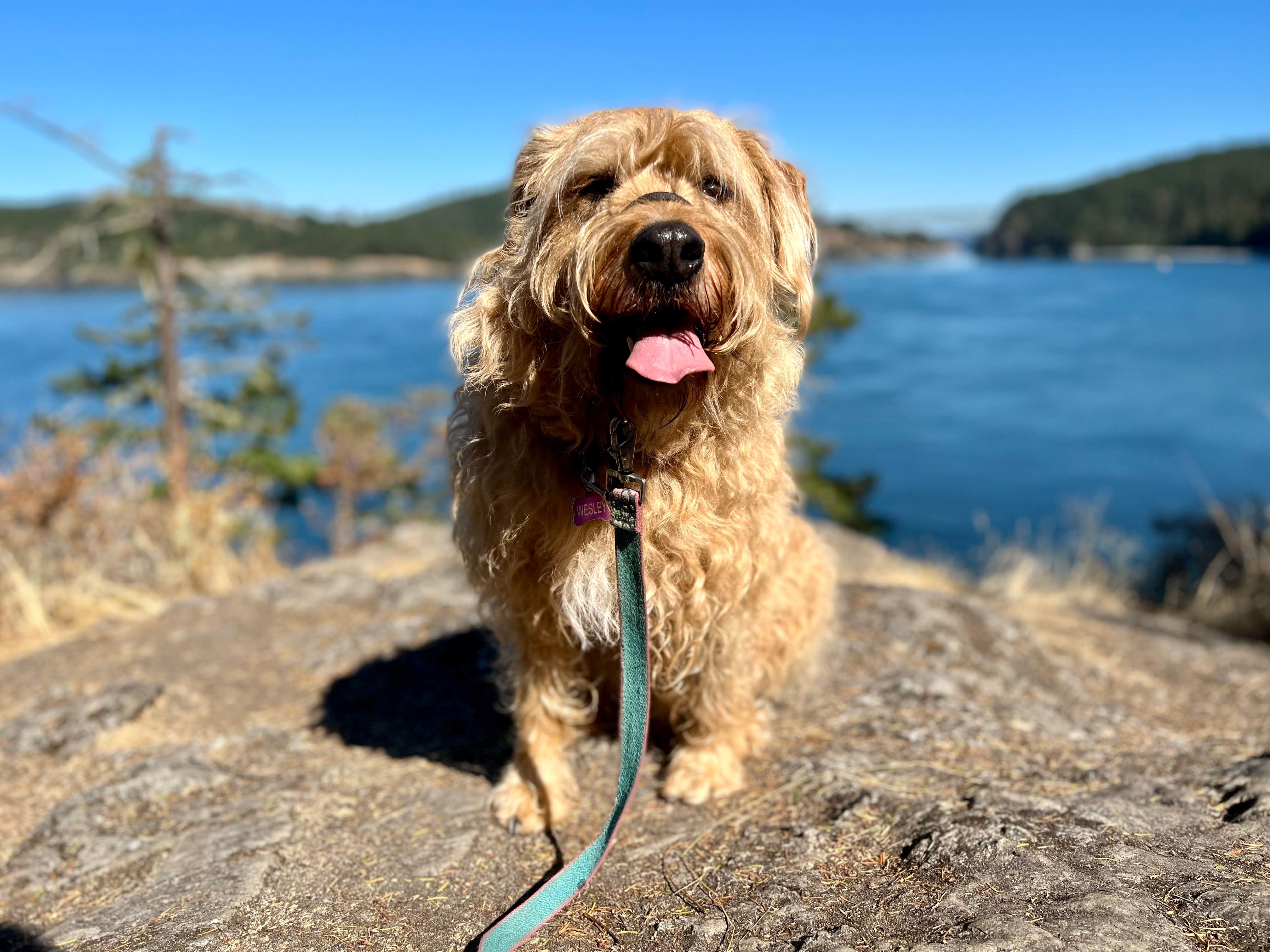 Cammie E.'s photo of camping with pets at Deception Pass State Park Campground near Nordland, WA