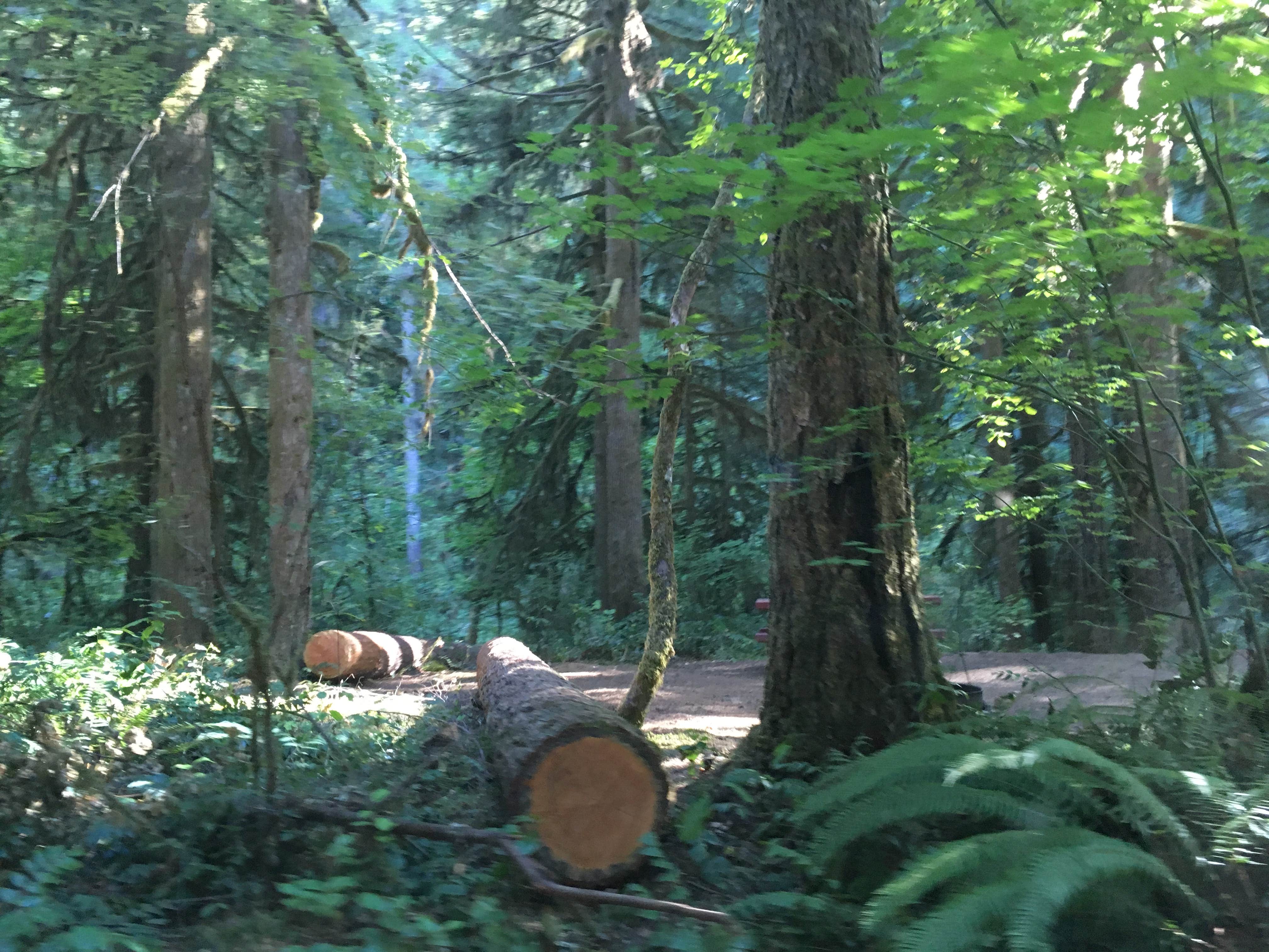 Trout Creek Campground The Dyrt