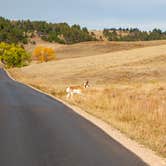 Review photo of Legion Lake Campground — Custer State Park by Lawrence P., October 18, 2022