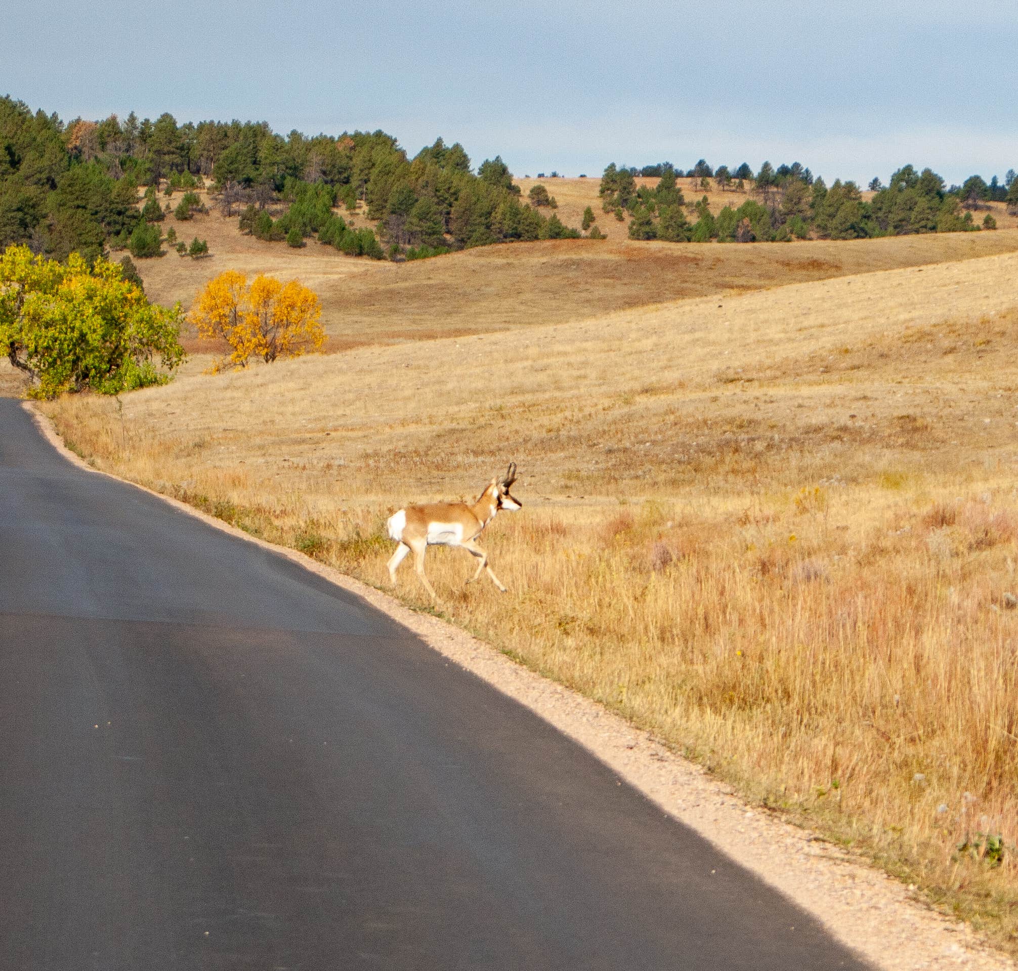 Camper submitted image from Legion Lake Campground — Custer State Park - 2