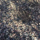 Review photo of Lost Dutchman State Park Campground by Cassie R., September 8, 2018