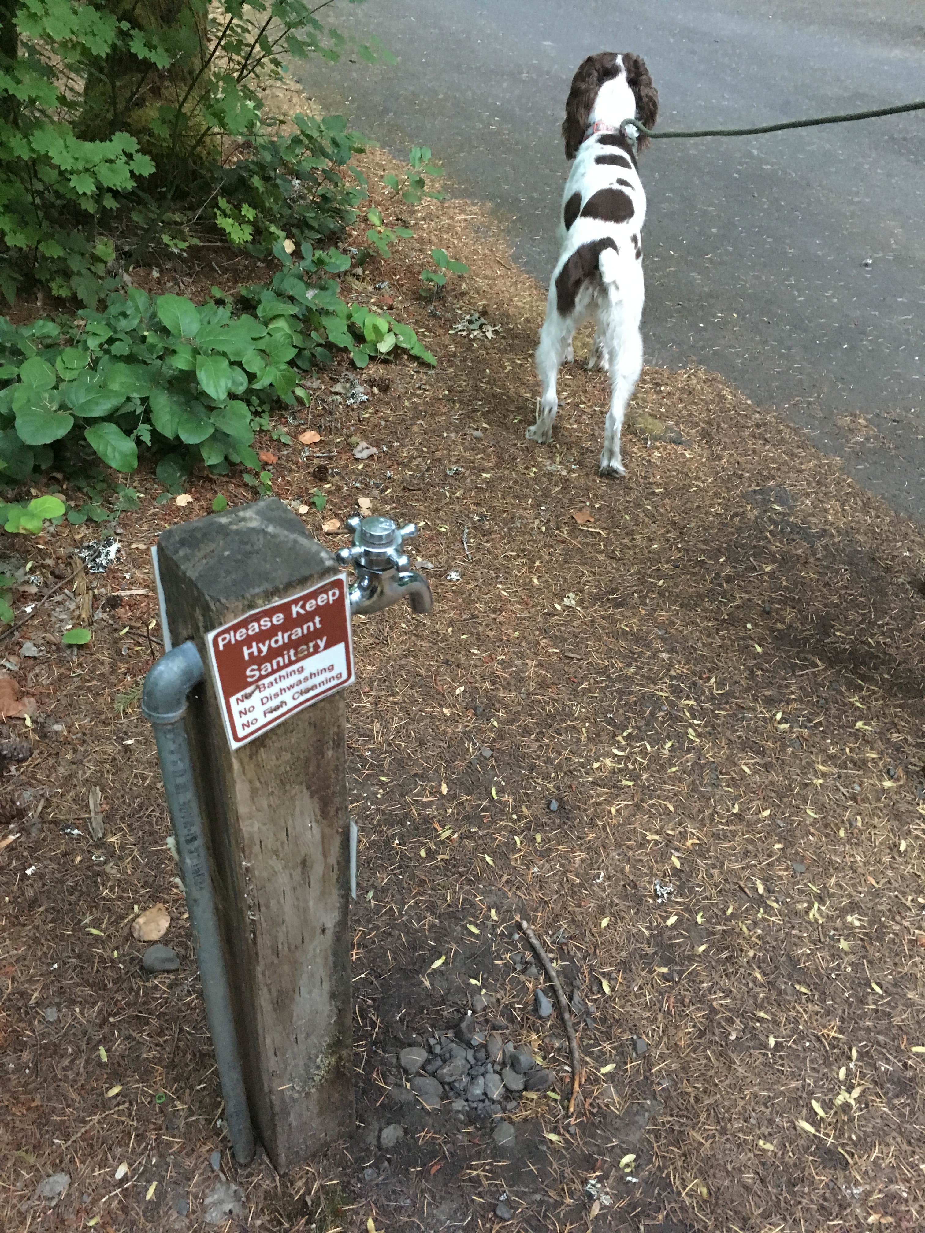 Kelly N.'s photo of camping with pets at Hoover Campground near Cascadia, OR