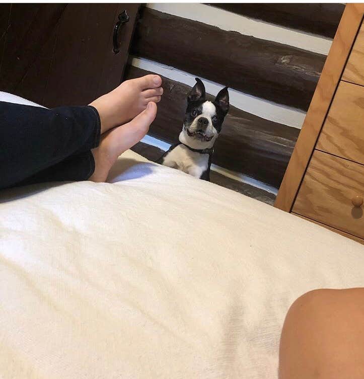 Sarah G.'s photo of camping with pets at Royal Oak Campground — Hungry Mother State Park near Troutdale, VA