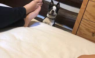 Sarah G.'s photo of camping with pets at Royal Oak Campground — Hungry Mother State Park near Troutdale, VA