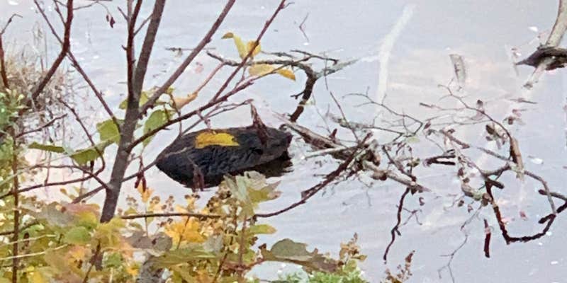 Camper submitted image from Wild Homestead