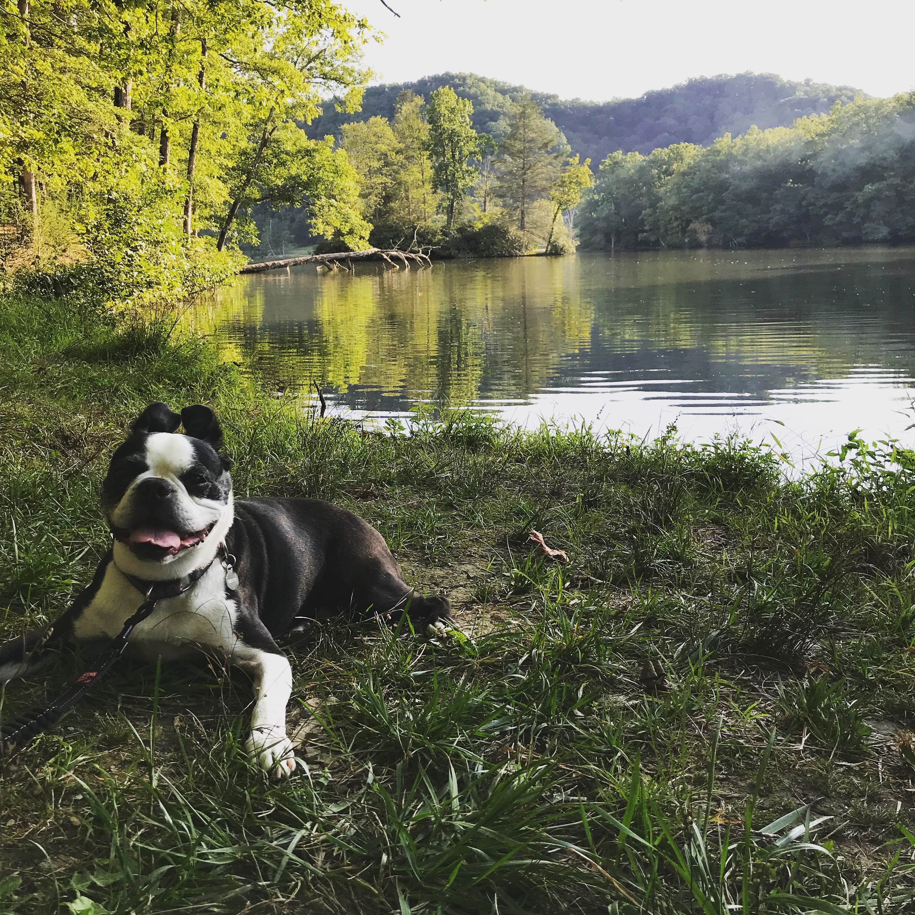 Sarah G.'s photo of camping with pets at Royal Oak Campground — Hungry Mother State Park in Virginia