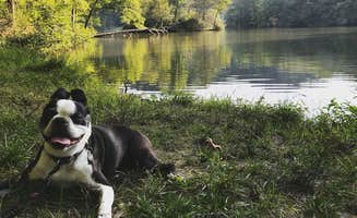 Sarah G.'s photo of camping with pets at Royal Oak Campground — Hungry Mother State Park near Sugar Grove, VA