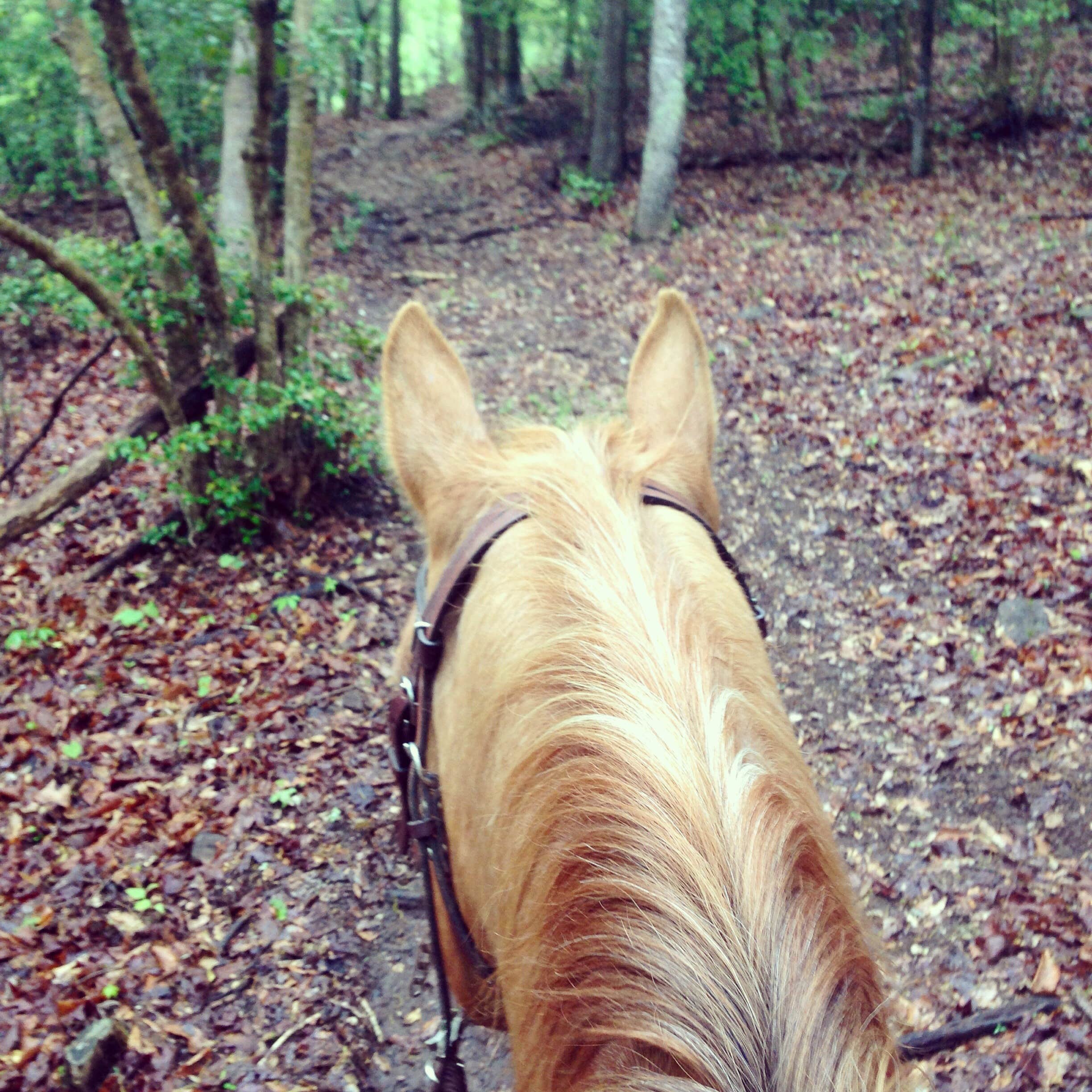 Maddi P.'s photo of camping with pets at Croft State Park Campground near Inman, SC