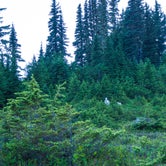 Review photo of Hoh Campground — Olympic National Park by Graham C., August 7, 2016