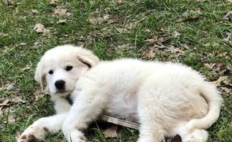 The Dyrt's photo of camping with pets at Tentrr Signature Site - Exodus XX: Lakefront Private Campsite at Shabbat Retreat near Grapeland, TX