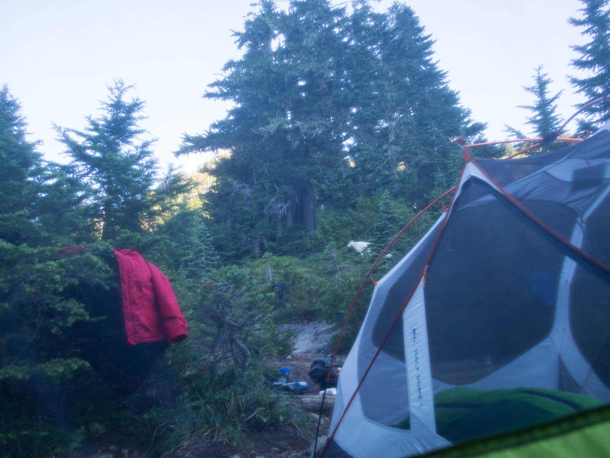 Graham C.'s photo at Hoh Campground — Olympic National Park near Olympic National Park