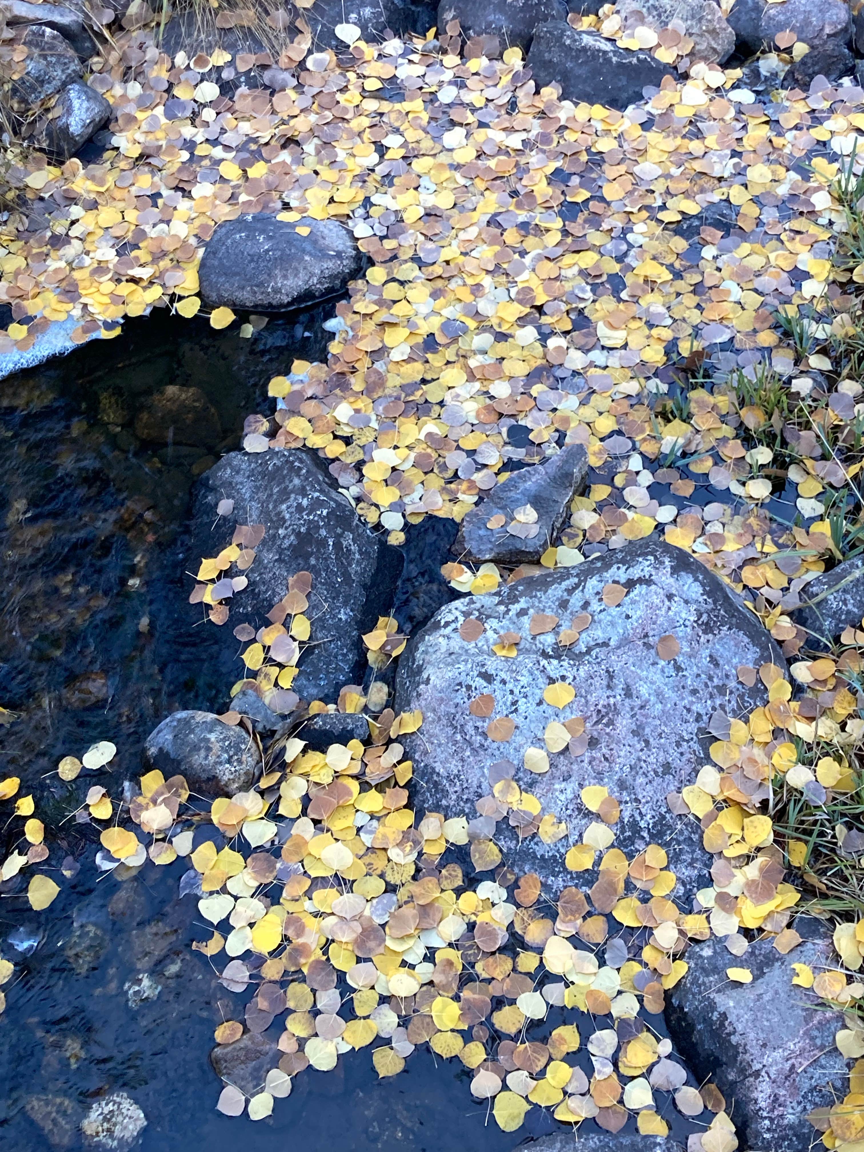 Camper submitted image from Cottonwood Campground Wyoming - 3