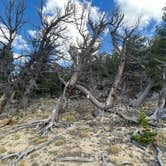 Review photo of Caribou Dispersed Site 6 by Cameron B., October 19, 2022