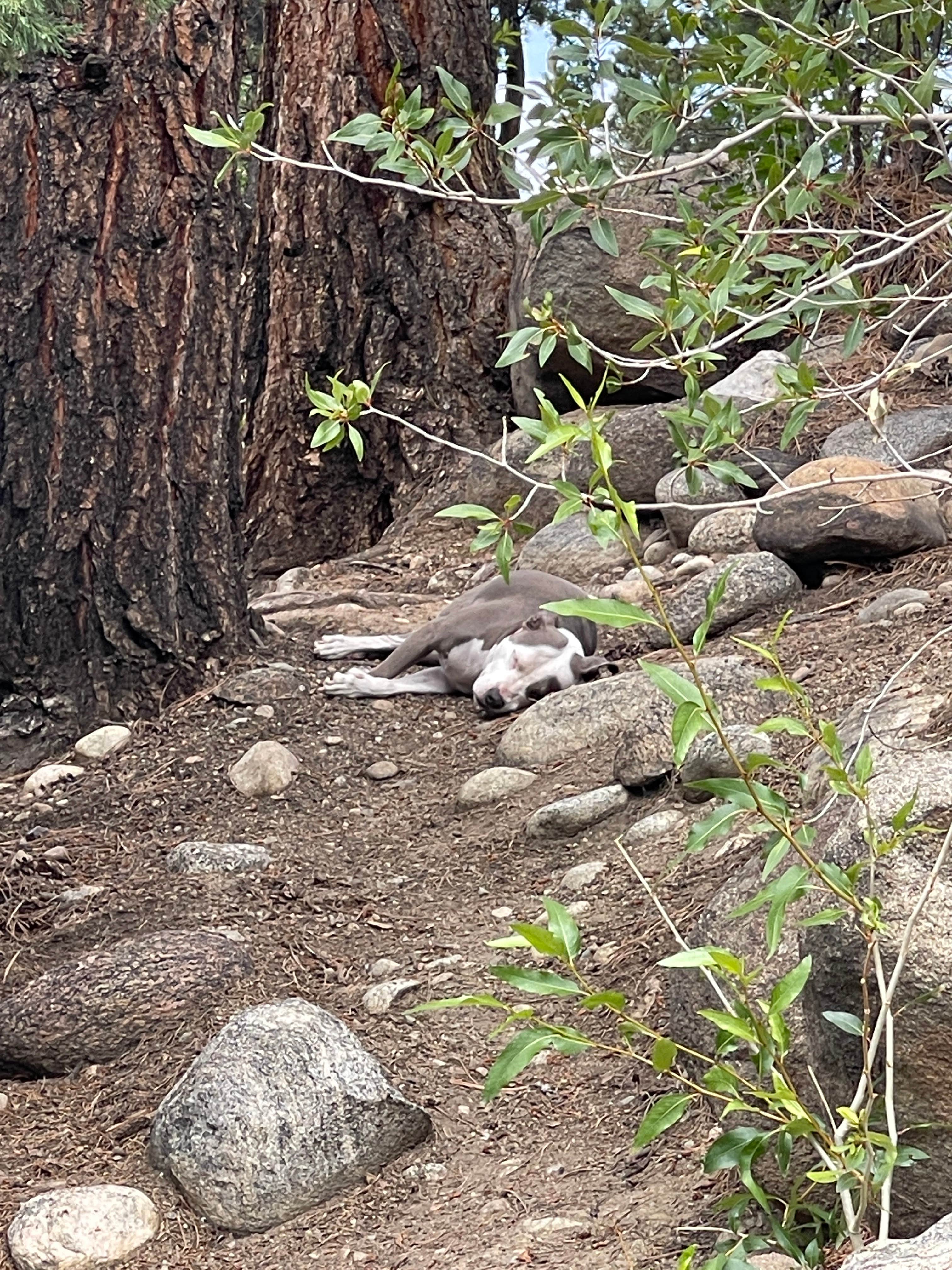 Camper-submitted photo at Bill Moore Lake dispersed near Winter Park, CO