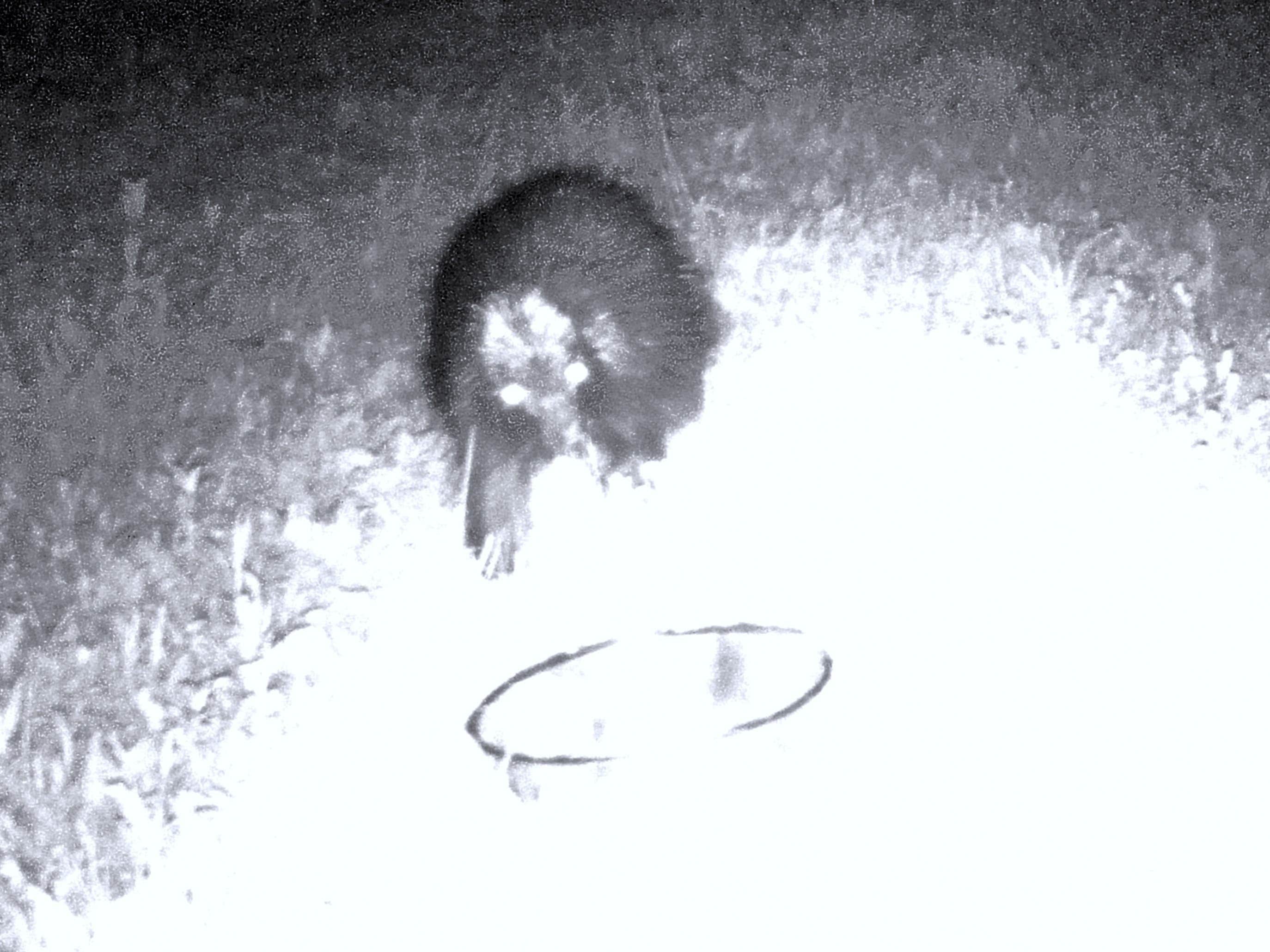 The Dyrt's photo of camping with pets at Tentrr Signature Site - Downeast Camping at The Dome near Ellsworth, ME