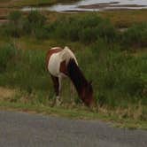 Review photo of Oceanside Assateague Campground — Assateague Island National Seashore by Maddi P., September 8, 2018