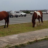 Review photo of Oceanside Assateague Campground — Assateague Island National Seashore by Maddi P., September 8, 2018