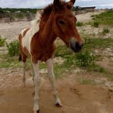 Review photo of Assateague Island National Seashore Oceanside Campground by Maddi P., September 8, 2018