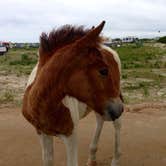 Review photo of Oceanside Assateague Campground — Assateague Island National Seashore by Maddi P., September 8, 2018