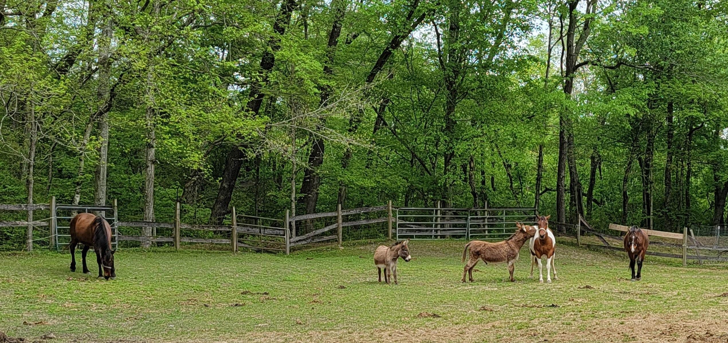 The Dyrt's photo of camping with pets at Tentrr Signature Site - Little Creek Ranch near Lawrenceburg, TN