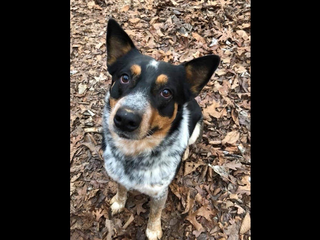 The Dyrt's photo of camping with pets at Tentrr Signature Site - Peaceful Table Rock Lake Retreat near Lampe, MO