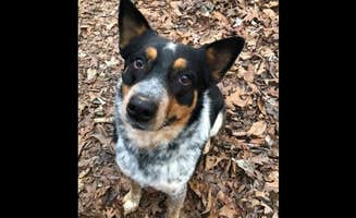 The Dyrt's photo of camping with pets at Tentrr Signature Site - Peaceful Table Rock Lake Retreat near Harrison, AR