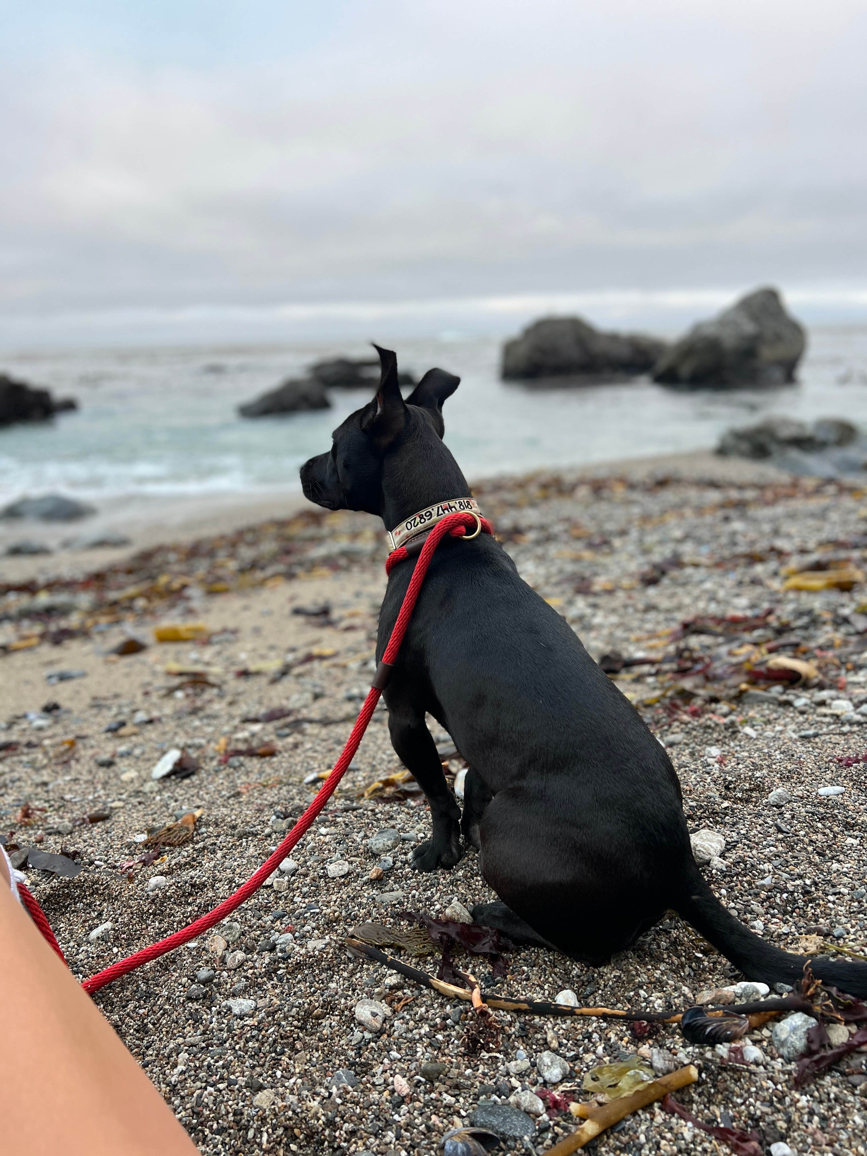 Care B.'s photo of camping with pets at Kirk Creek Campground near Big Sur, CA