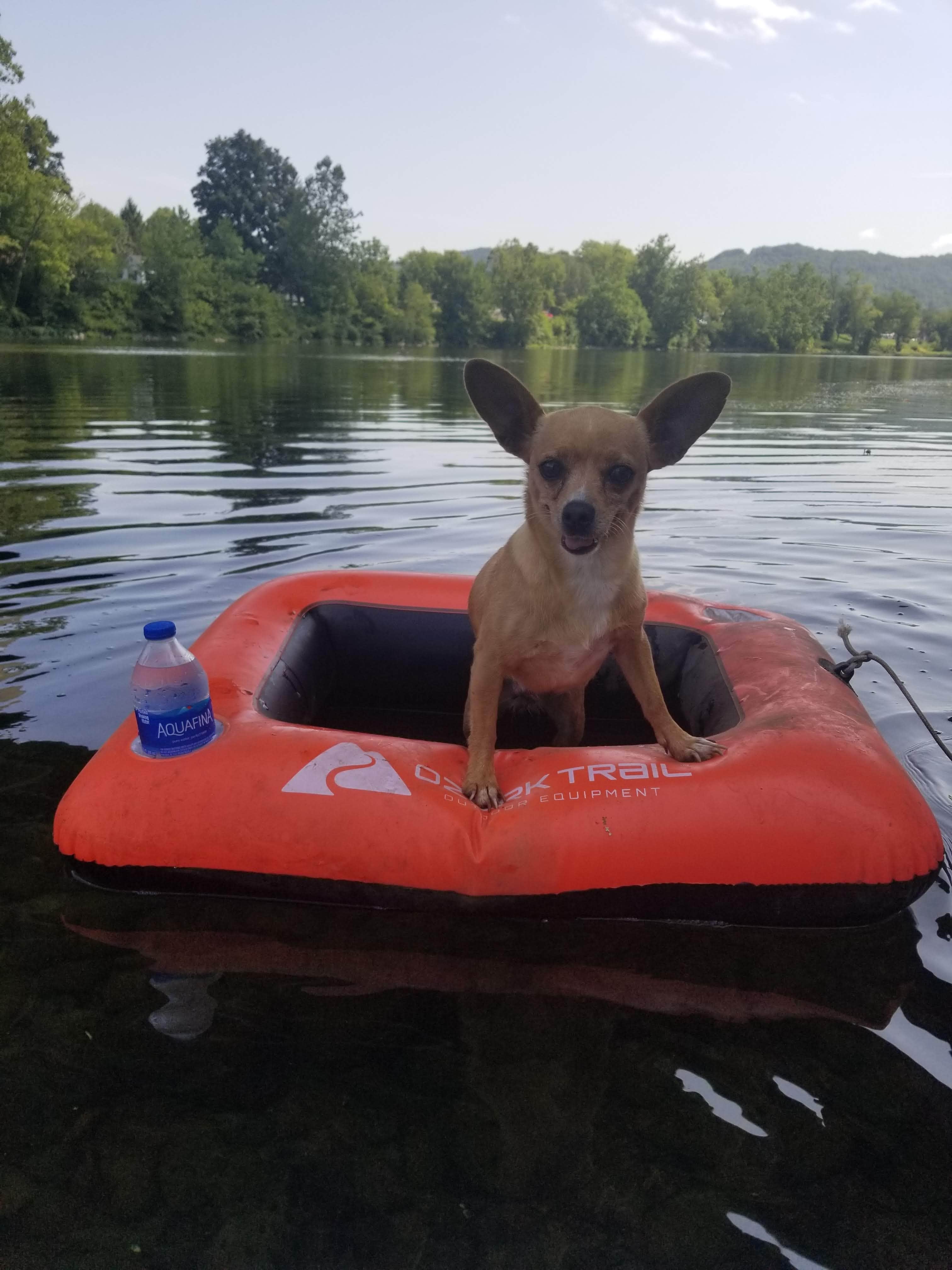 The Dyrt's photo of camping with pets at Tentrr Signature Site - Glamp Greenbrier near Lewisburg, WV