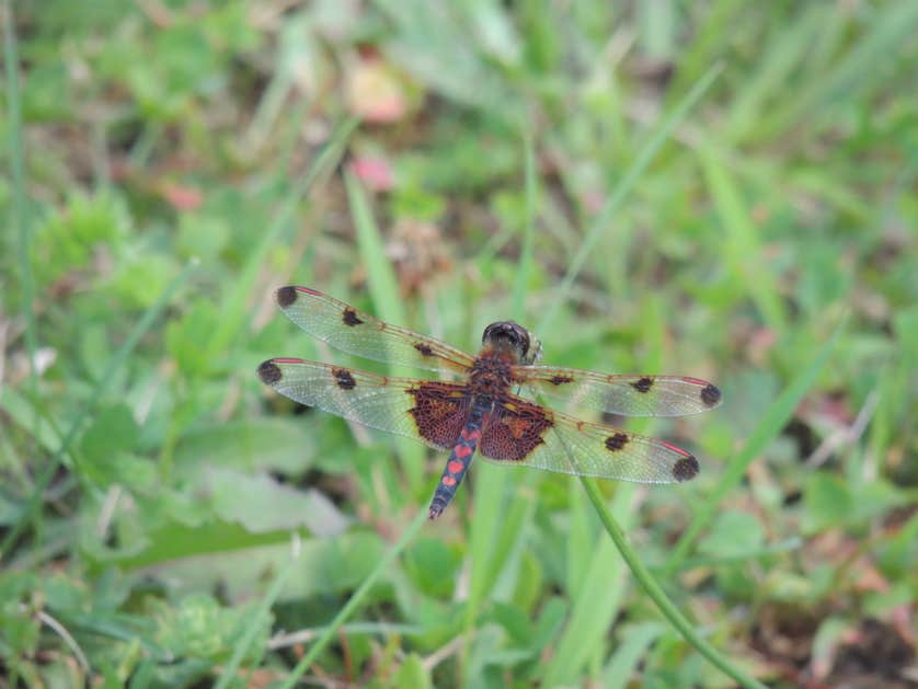 Third Machias Lake Machias River Cooridor The Dyrt