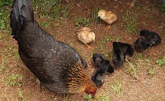 The Dyrt's photo of camping with pets at Tentrr Signature Site - Herb'n Soul Sanctuary near Duluth, GA