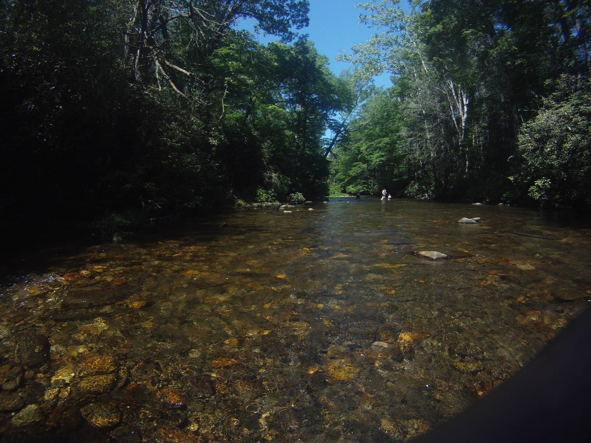 Camper submitted image from Davidson River Campground - 4