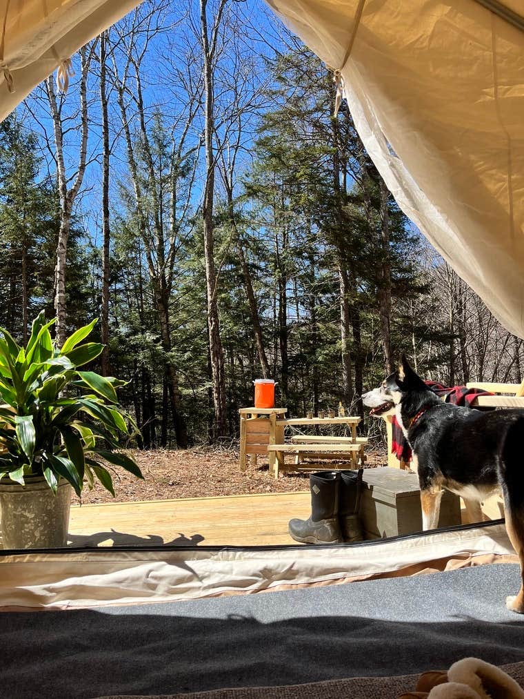 The Dyrt's photo of camping with pets at Tentrr Signature Site - The Landing near Lincoln, VT