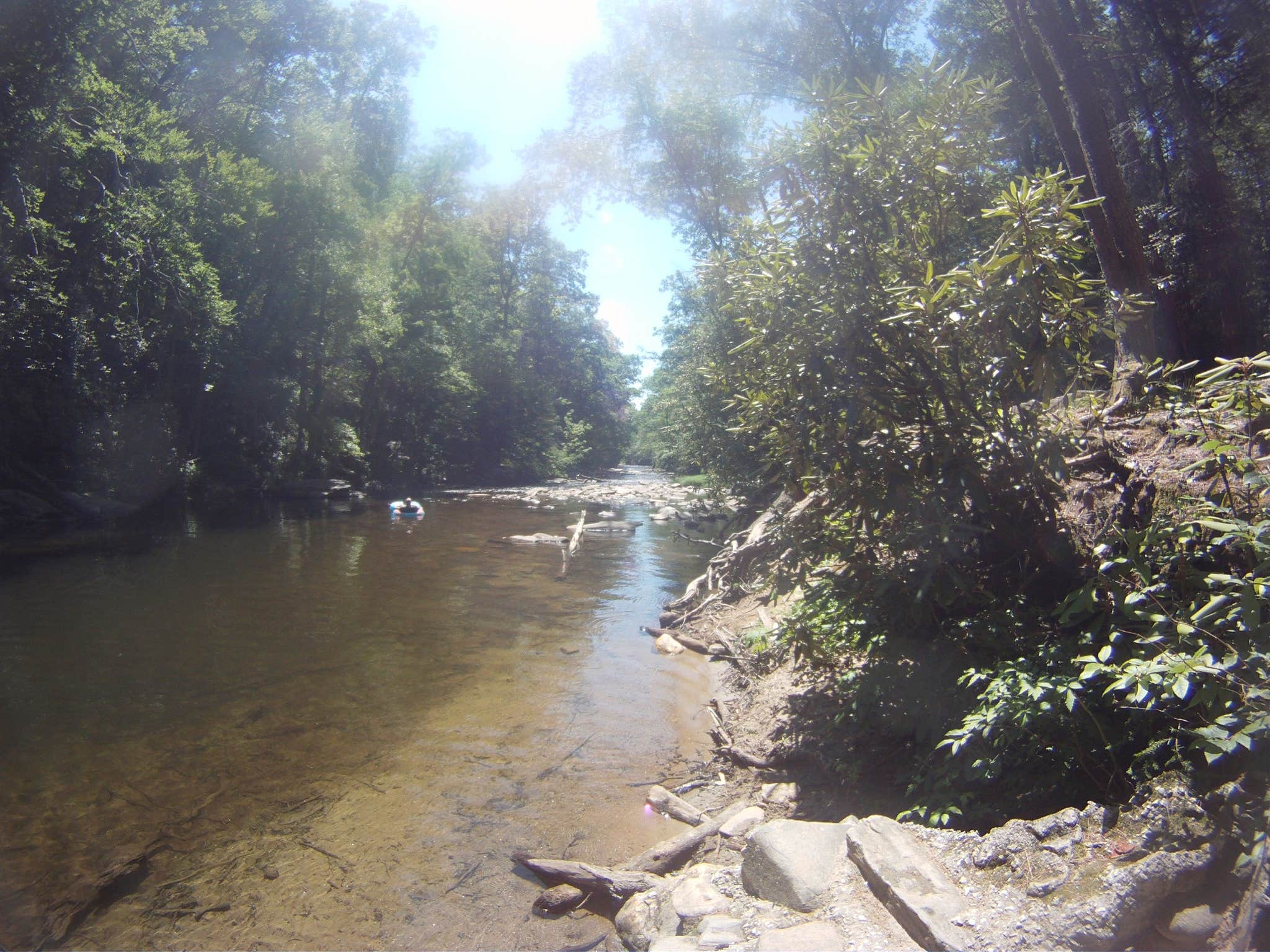 Camper submitted image from Davidson River Campground - 2