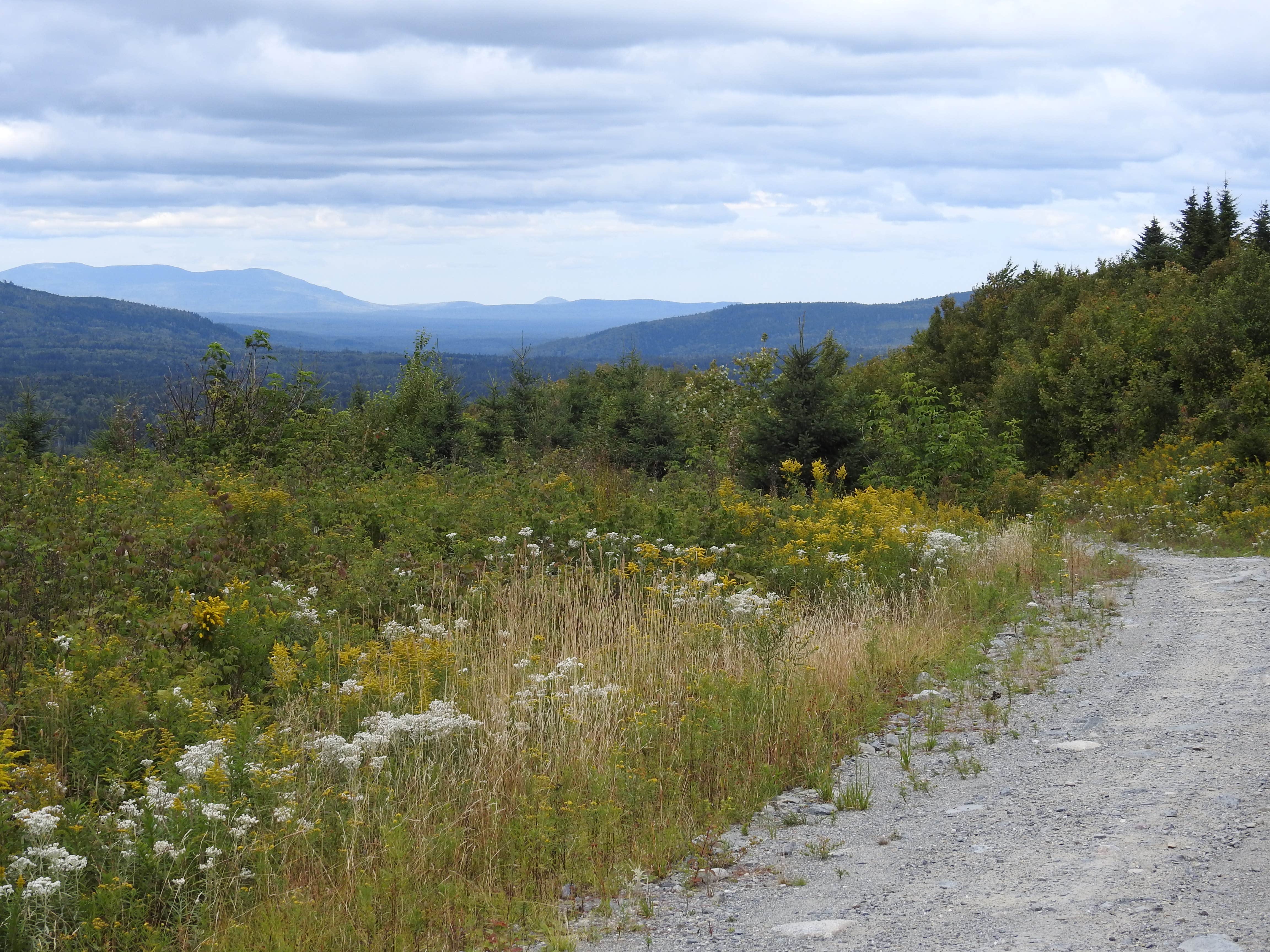 Camper submitted image from Lone Jack Campground — Cold Stream Forest - 4