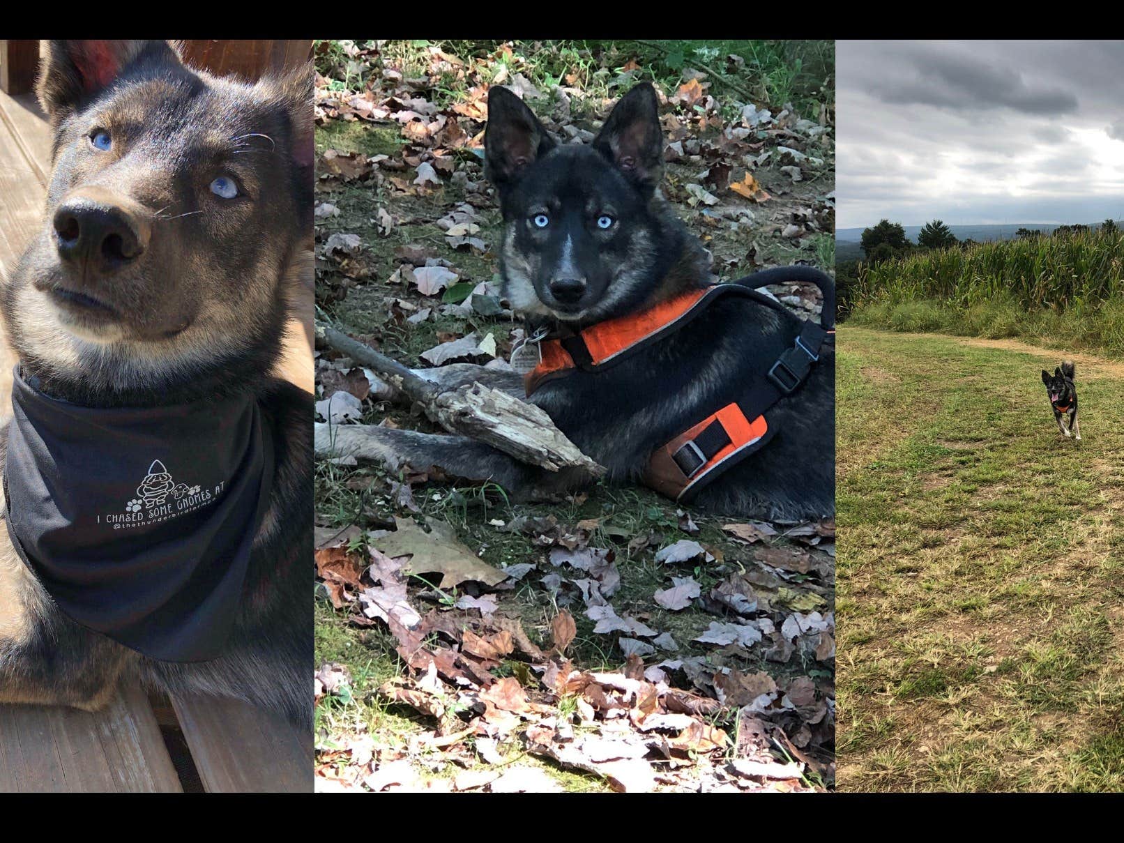 The Dyrt's photo of camping with pets at Tentrr Signature Site - A PA Dutch Dromijn - Coleman Cooking Site near Pottsville, PA