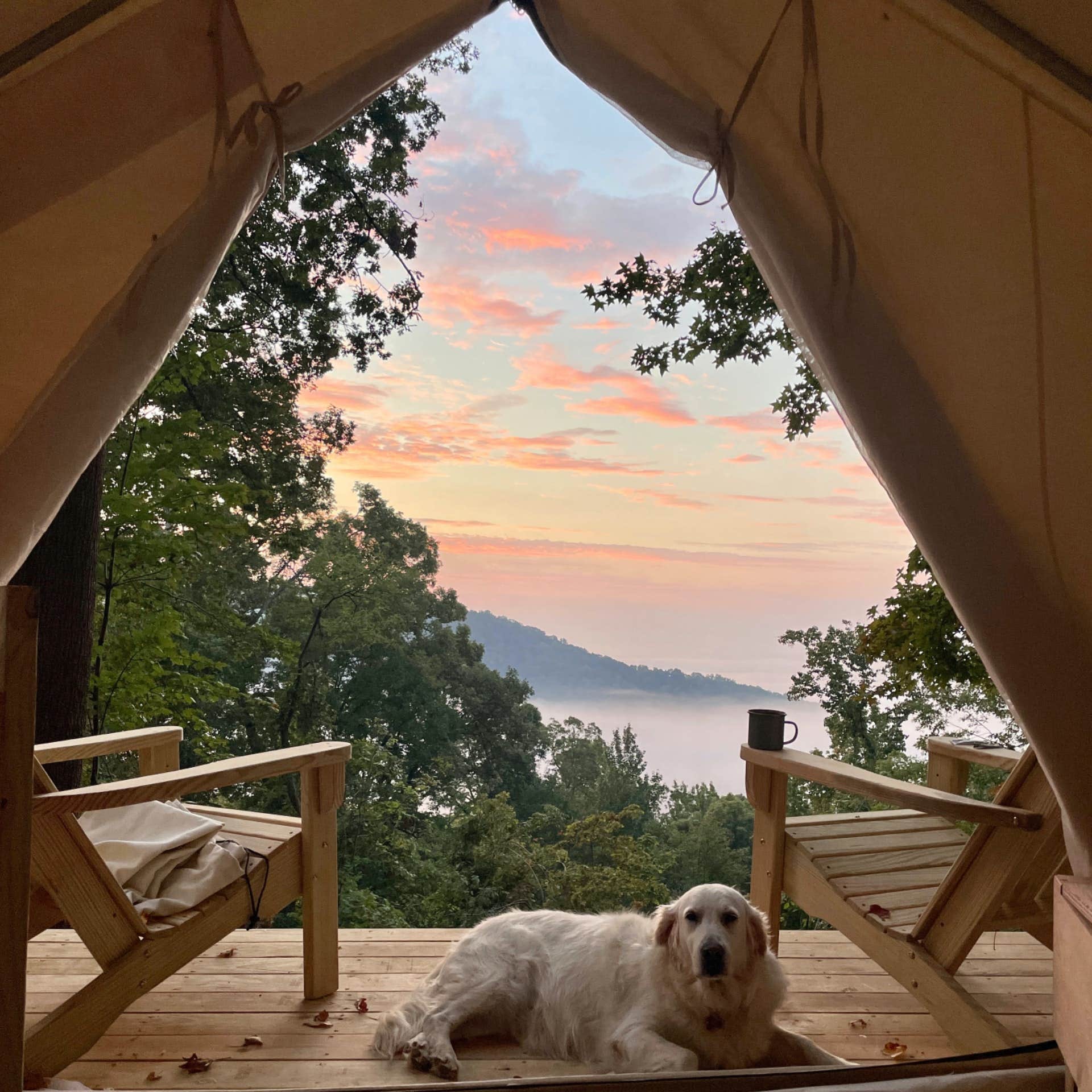 The Dyrt's photo of camping with pets at Tentrr Signature Site - Mountain View in Tryon near Lake Lure, NC