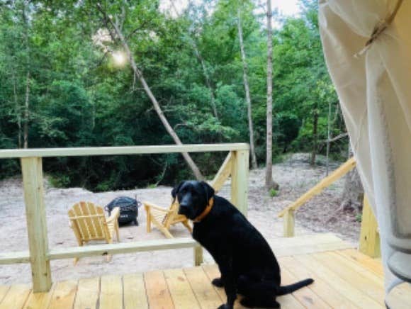 The Dyrt's photo of camping with pets at Tentrr Signature Site - Piney Woods Outpost near Lumberton, TX