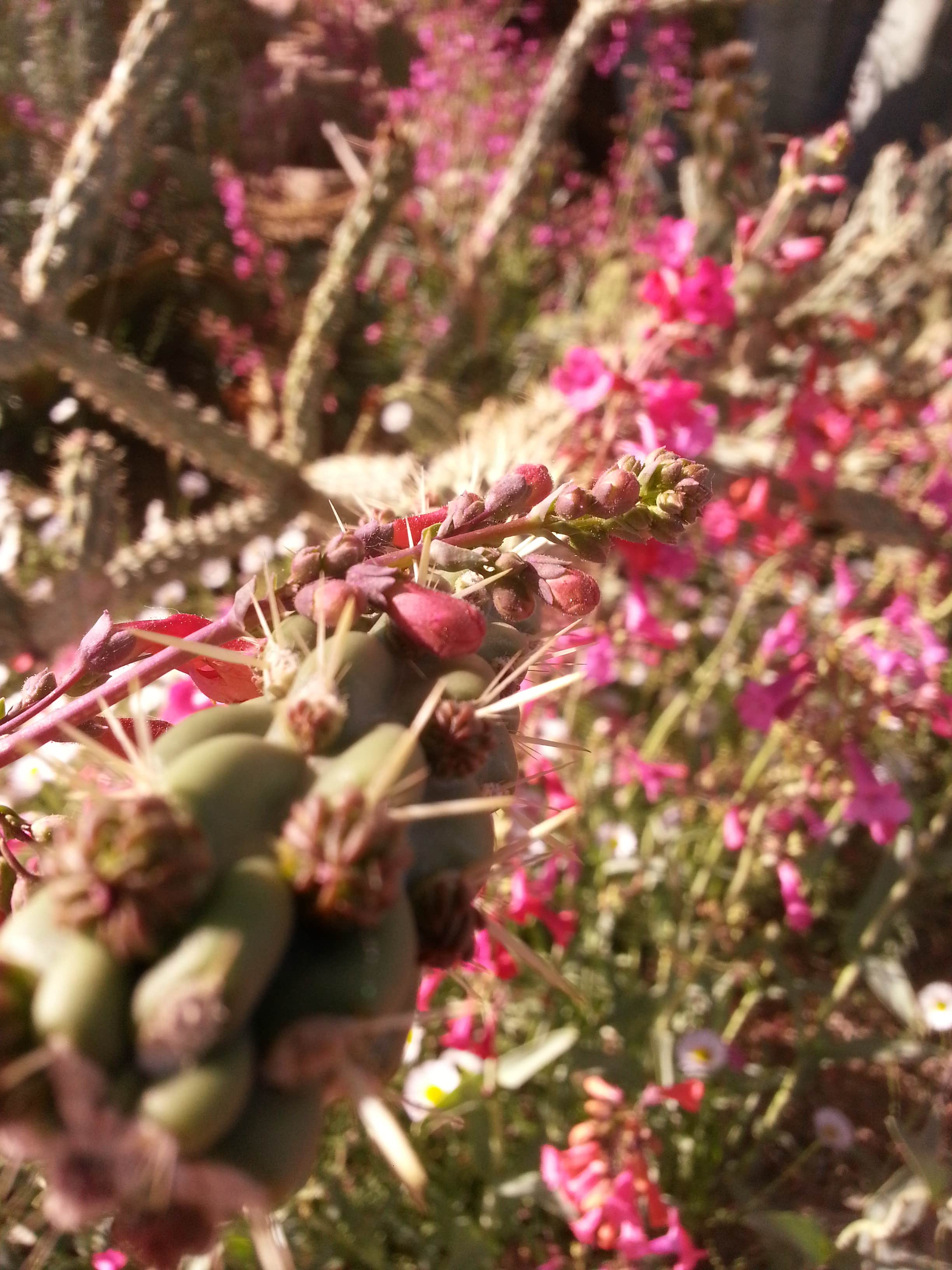 Camper-submitted photo at Riggs Flat Campground near Safford, AZ