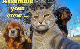 The Dyrt's photo of camping with pets at Tentrr Signature Site - Big Wood near Catskill, NY