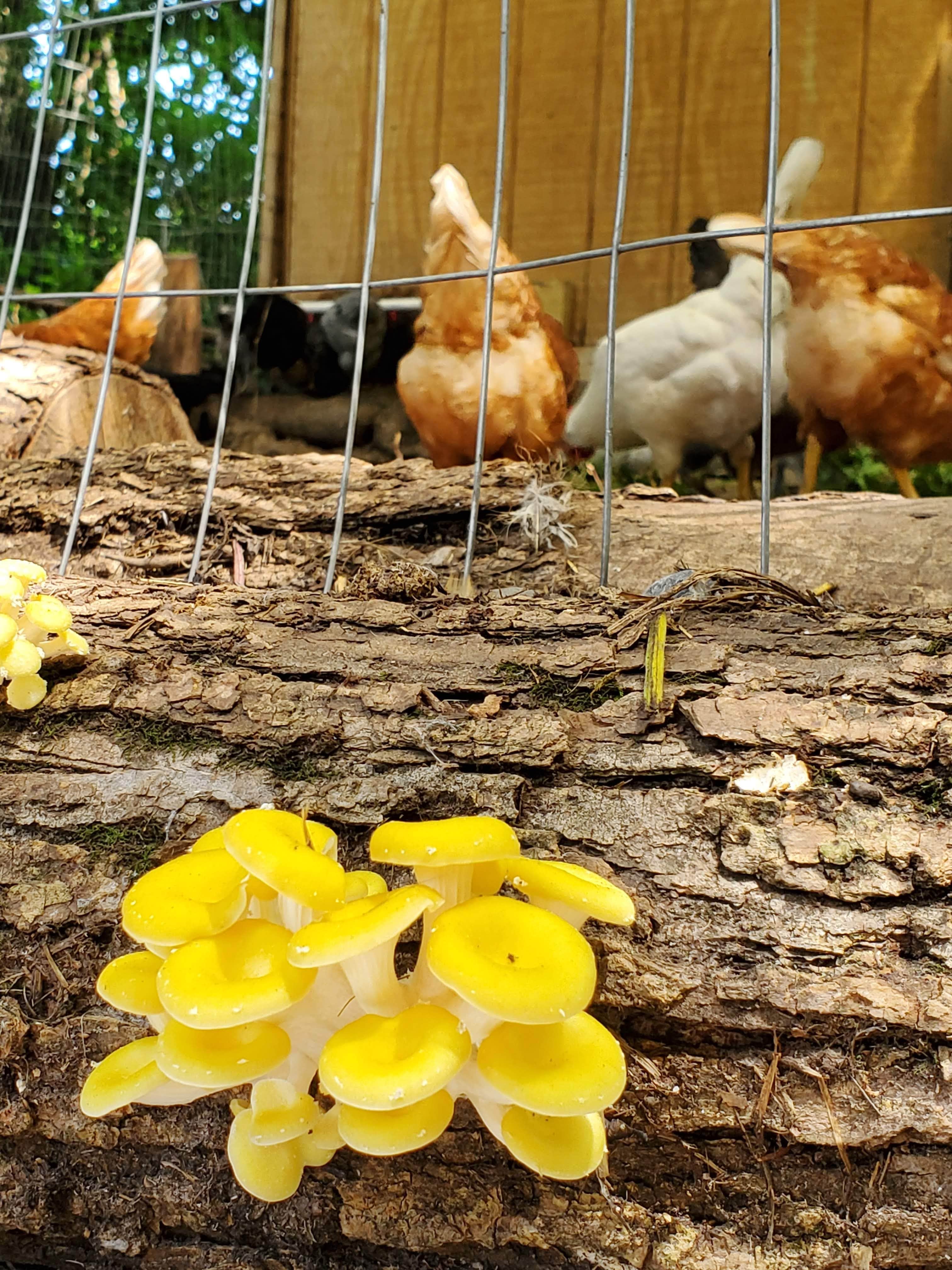 Camper-submitted photo at Stony Rose Farms near Olivebridge, NY