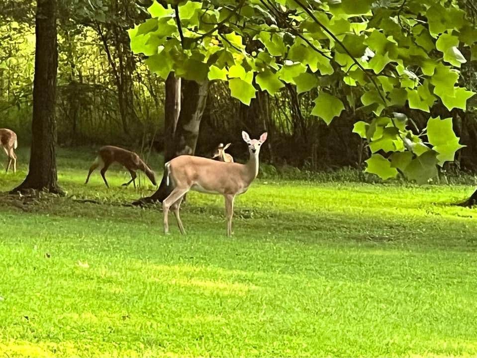 Camper submitted image from Indian Creek Campground - 4